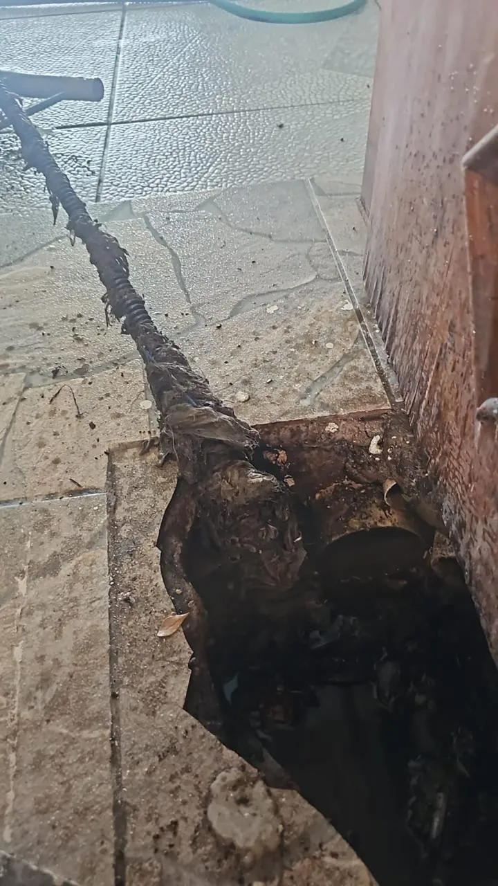 Raiz de árvore causando obstrução em tubulação de esgoto